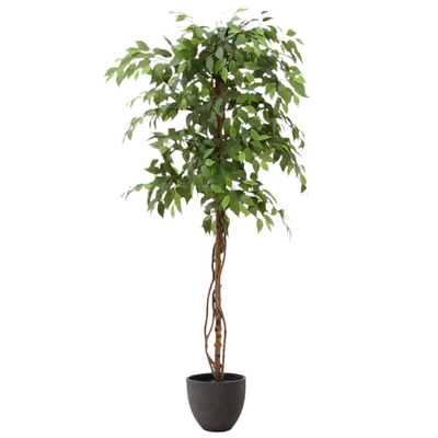 FICUS Artificial Ficus tree in black pot 180 cm