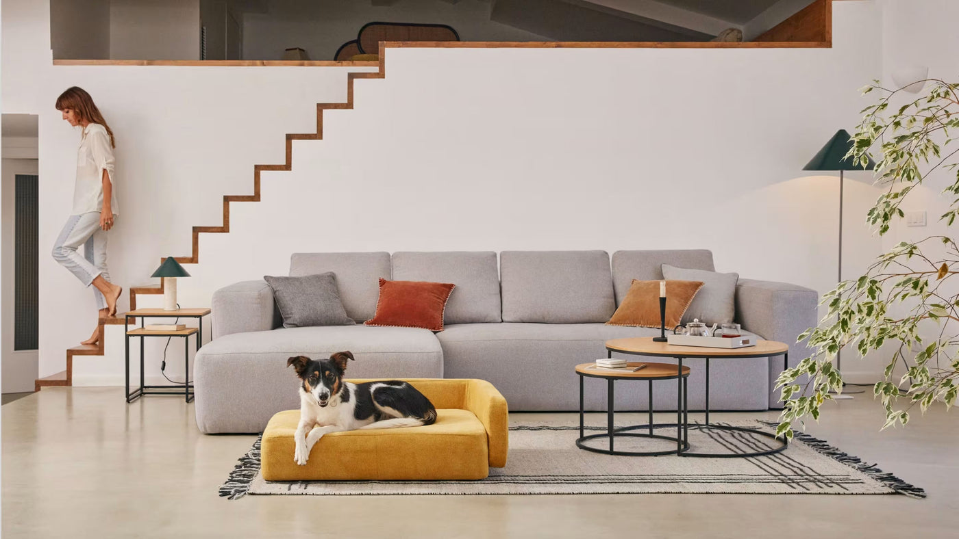 Pet-Friendly Furniture: How to Create a Home That Works for You and Your Pets