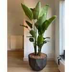 BILBAO Posuda za biljke