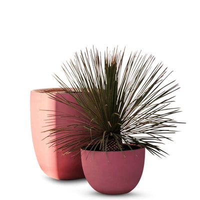 AXEL Pot