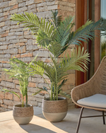 PALMERA Papratna palma 150 cm
