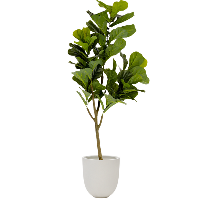FICUS Umjetni 150 cm