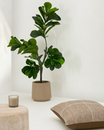 FICUS Umjetni 150 cm