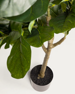 FICUS Umjetni 150 cm