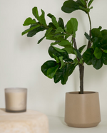FICUS Umjetni 150 cm