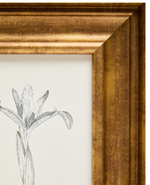 YALIRA Picture with botanical illustration 33 x 41 cm