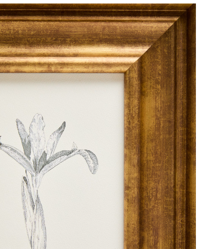 YALIRA Picture with botanical illustration 33 x 41 cm