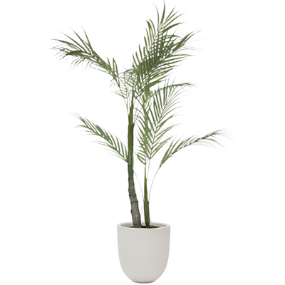 PALMERA Palma s crnom teglom 70 cm