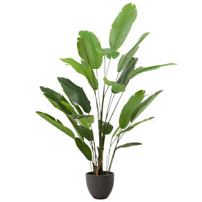 BANANO Artificial Banana plant in black pot 210 cm