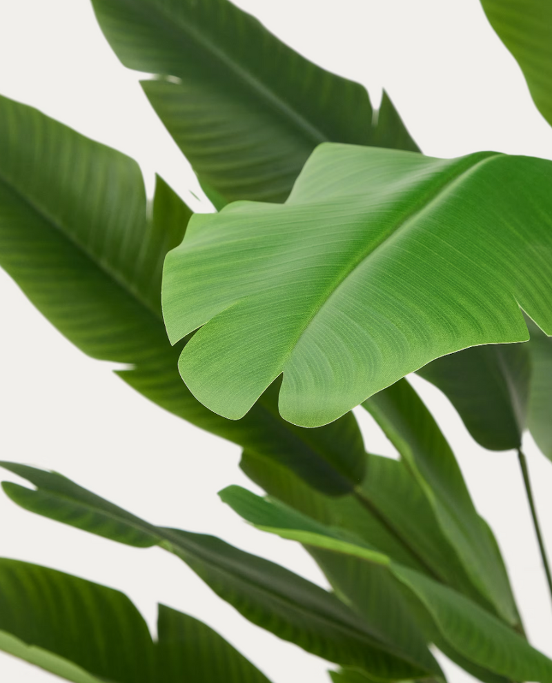 BANANO Umjetna biljka banane u crnoj posudi 210 cm