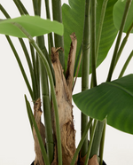 BANANO Umjetna biljka banane u crnoj posudi 210 cm