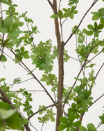 ENKIANTHUS Umjetno drvce s crnom posudom 214 cm