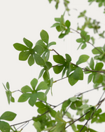 ENKIANTHUS Umjetno drvce s crnom posudom 214 cm