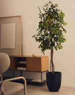 FICUS Umjetno stablo fikusa u crnoj posudi 180 cm