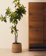 PACHIRA Umjetno drvce Pachira u crnoj posudi 180 cm